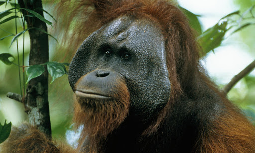 bornean orangutan